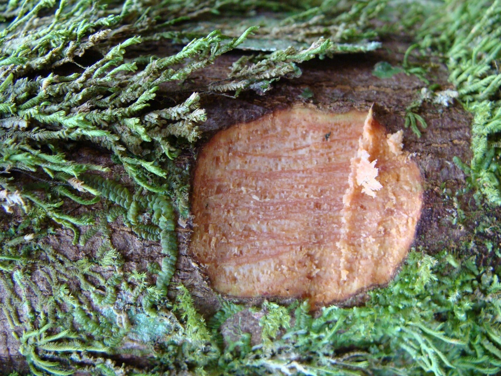 Cryptocarya adpressa bark