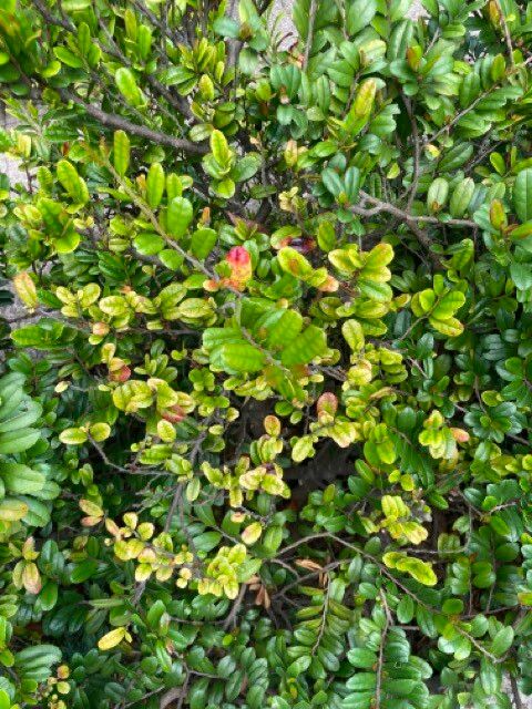 Eurya emarginata leaf