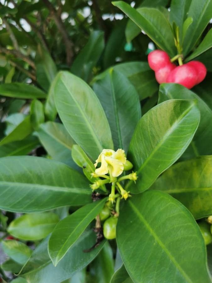 Thevetia ahouai flower