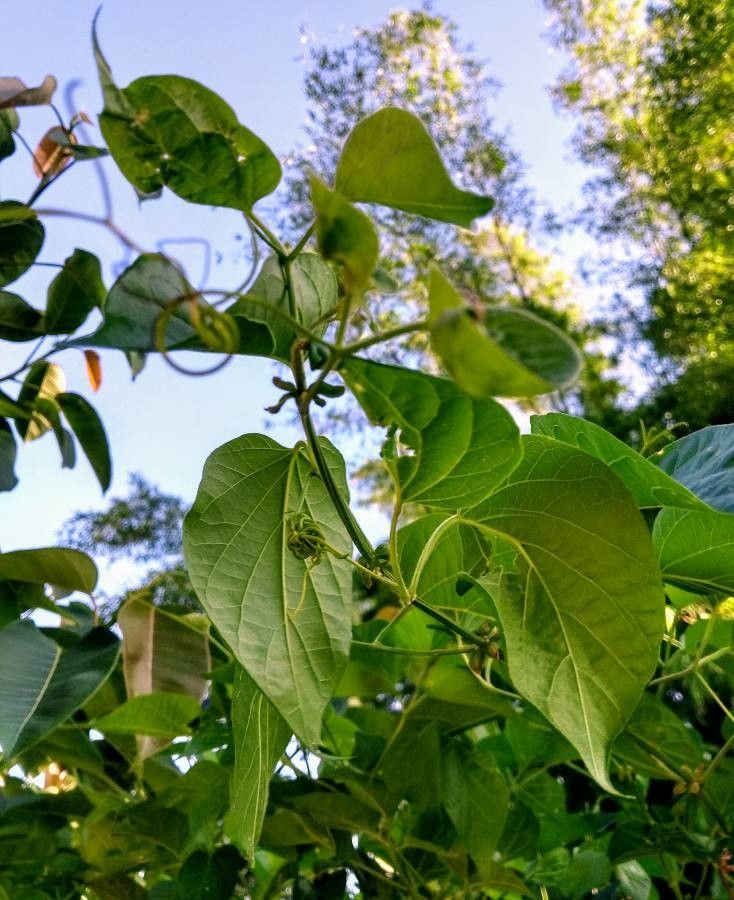 Canavalia gladiata — search result for 'Tropical regions of Central and South America'