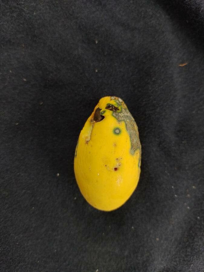 Licania tomentosa fruit