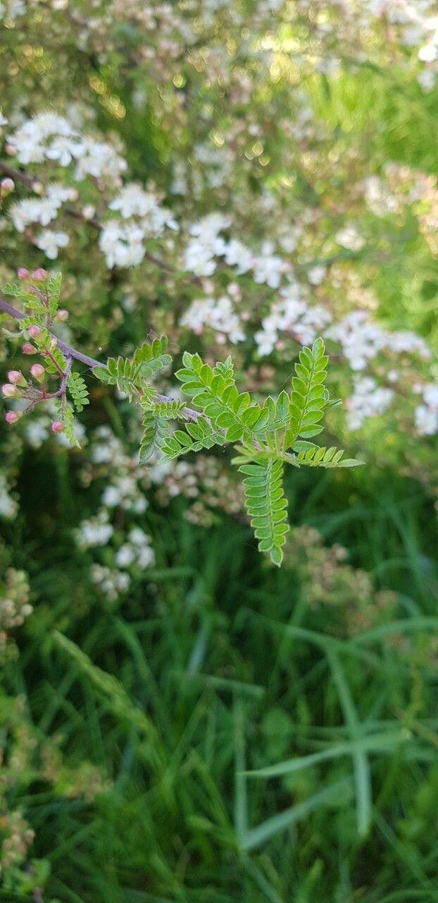 Osteomeles schwerinae — related species from the same genus