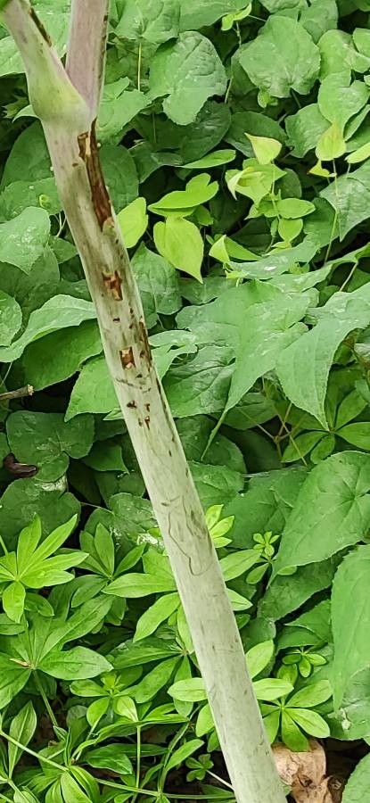 Podophyllum versipelle bark