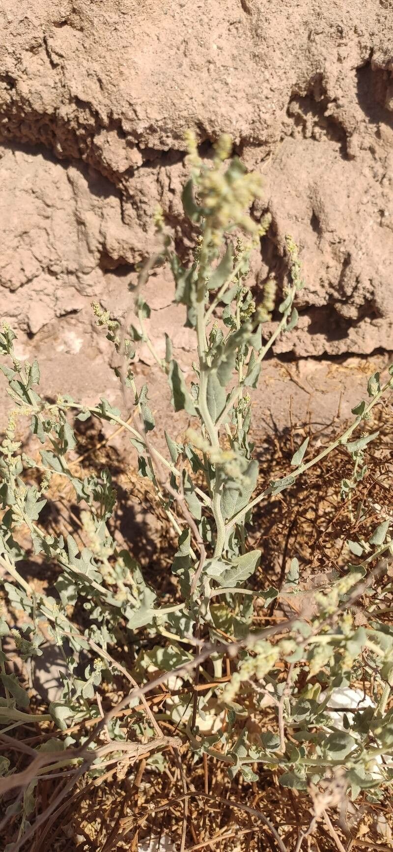Atriplex atacamensis