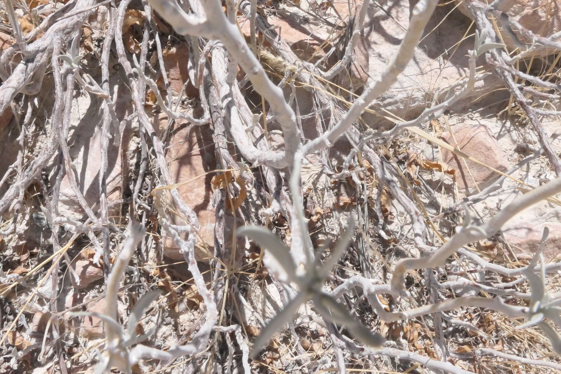 Ipomoea adenioides bark