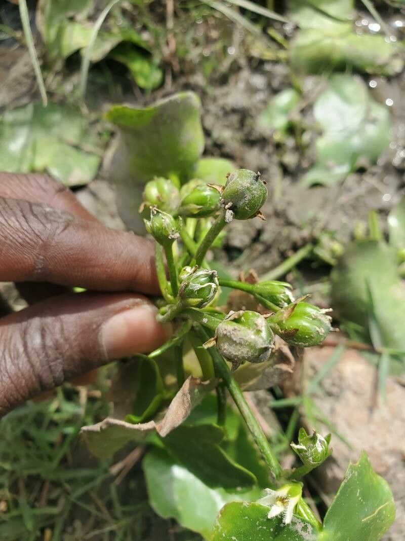 Nymphoides senegalensis fruit