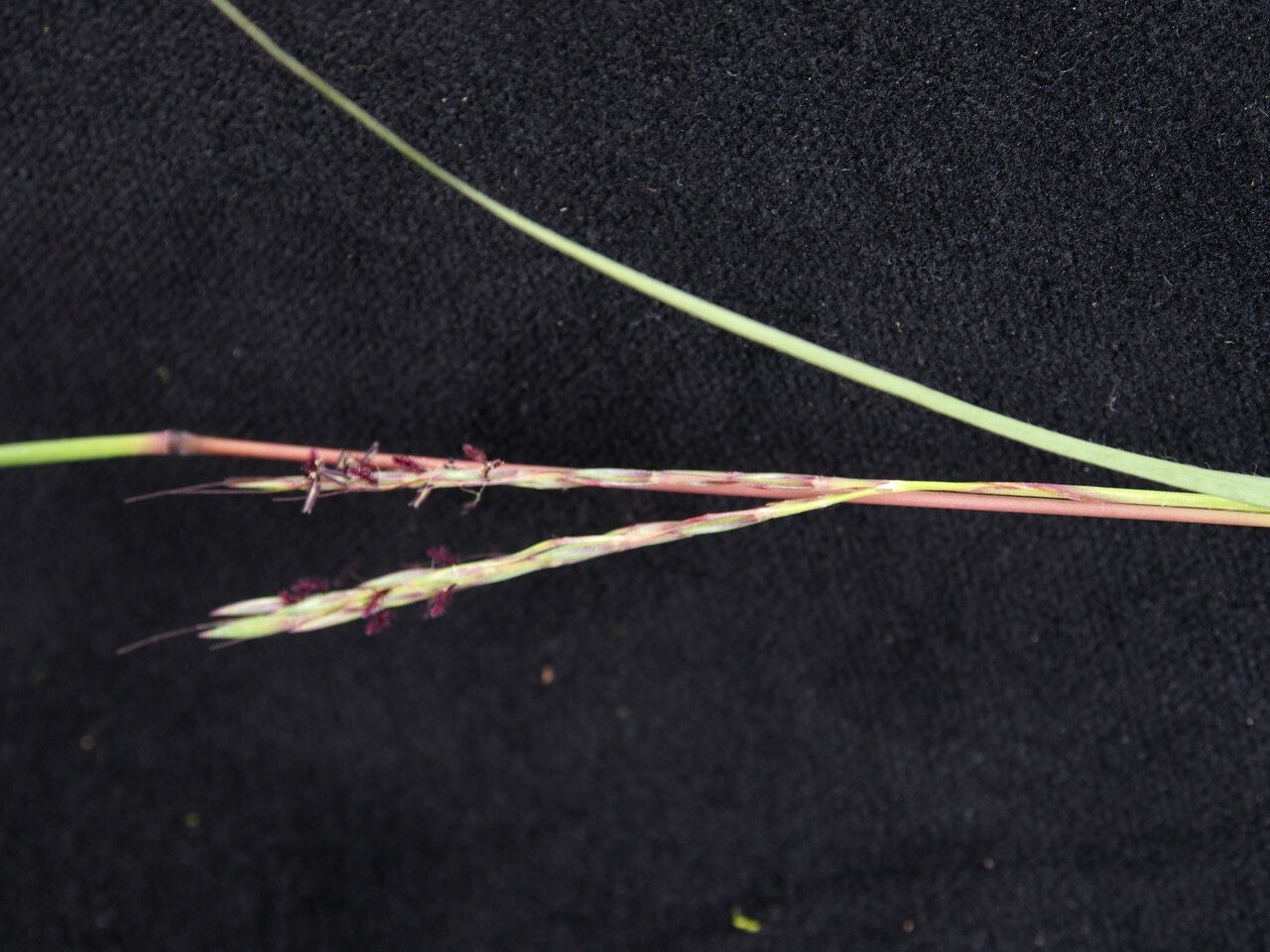 Andropogon munroi — search result for 'Andropogon'