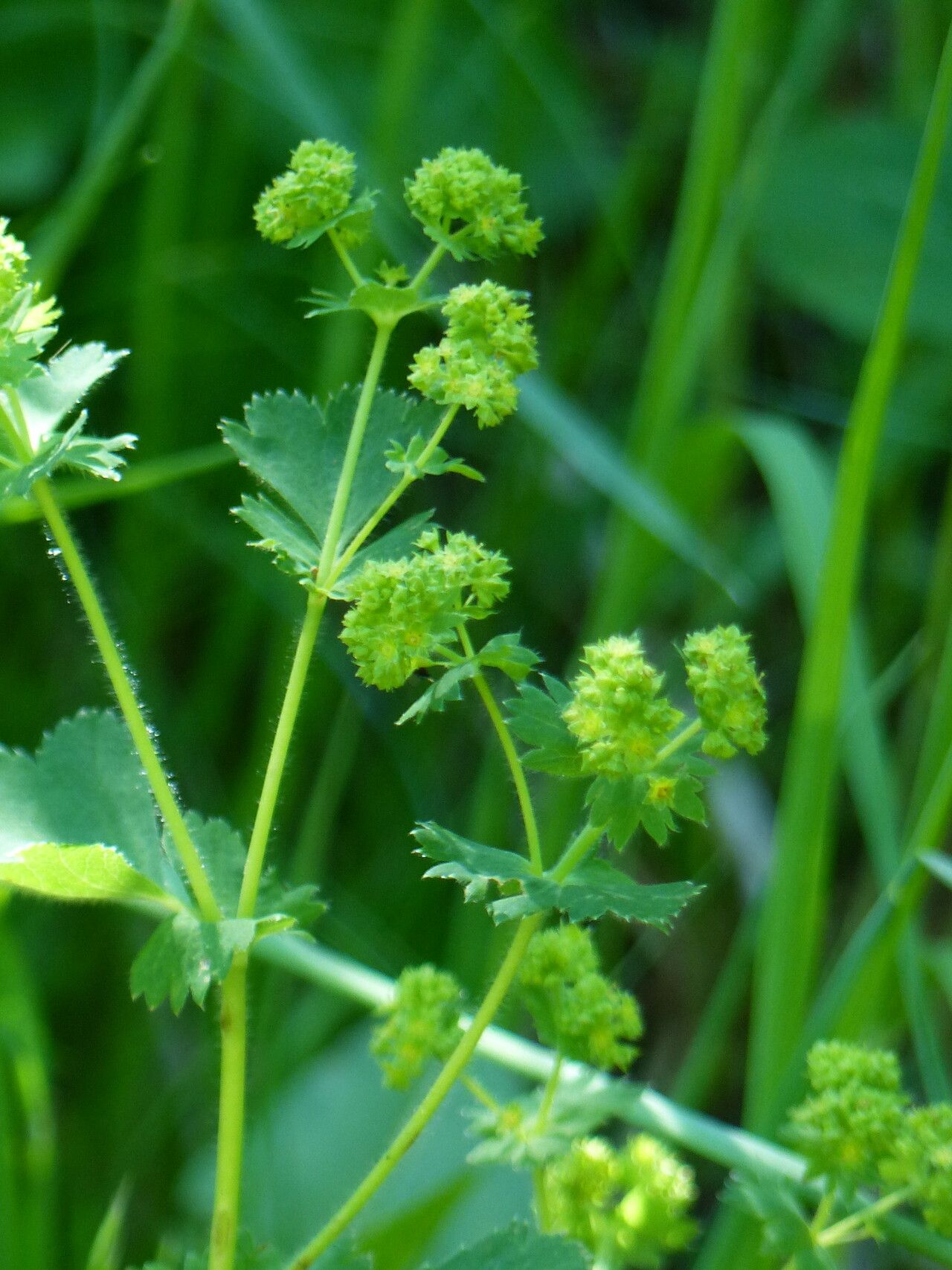 Alchemilla subcrenata flower