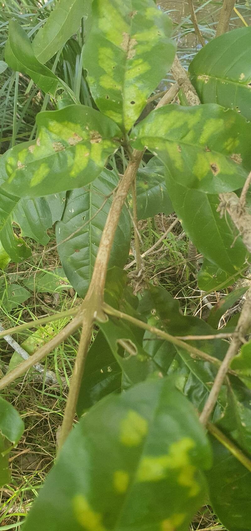 Melicope elleryana bark