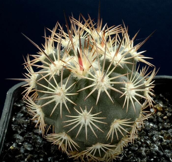 Sclerocactus warnockii habit