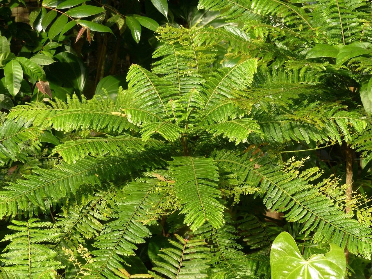 Phyllanthus mimosoides — search result for 'Phyllanthus'