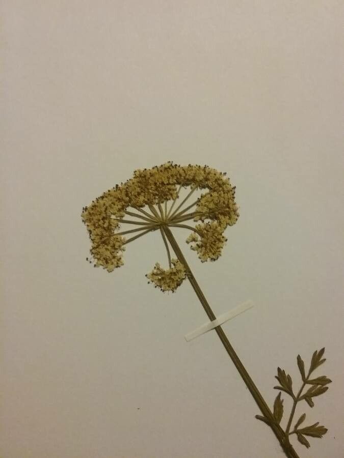 Oenanthe aquatica flower