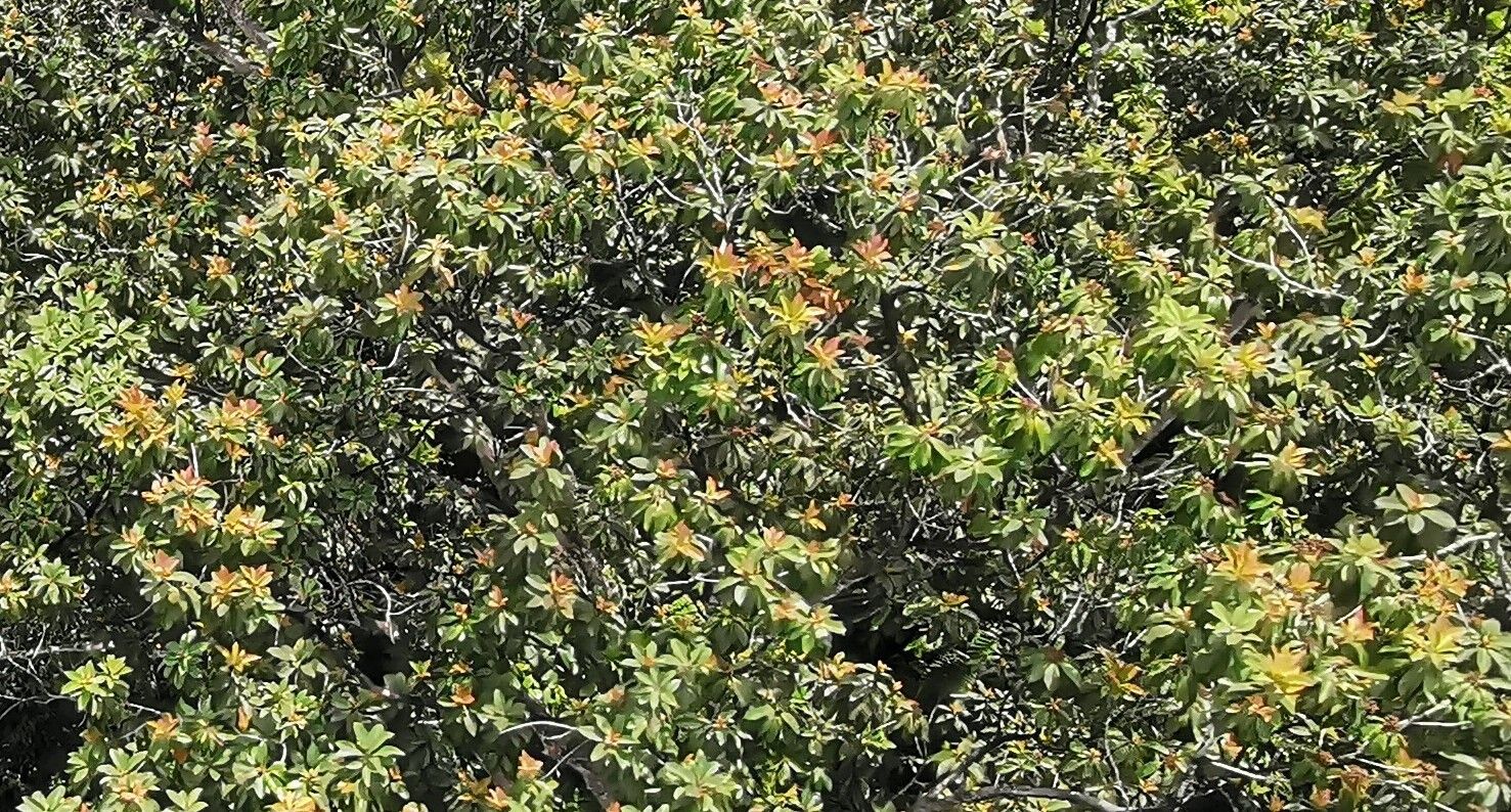 Calophyllum sil — search result for 'Calophyllum'