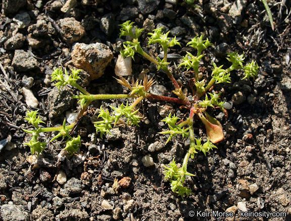 Chorizanthe procumbens bark