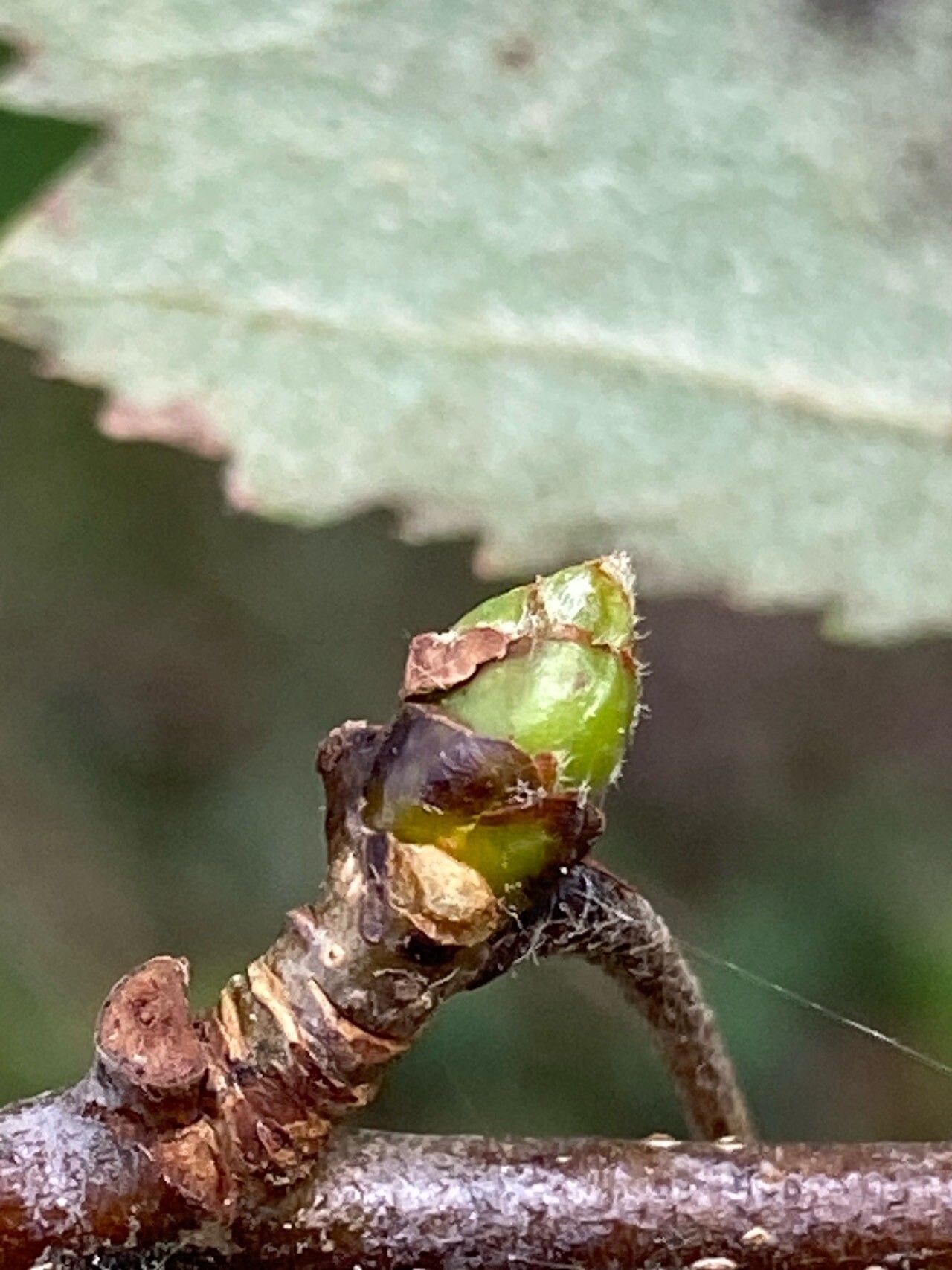Karpatiosorbus remensis other
