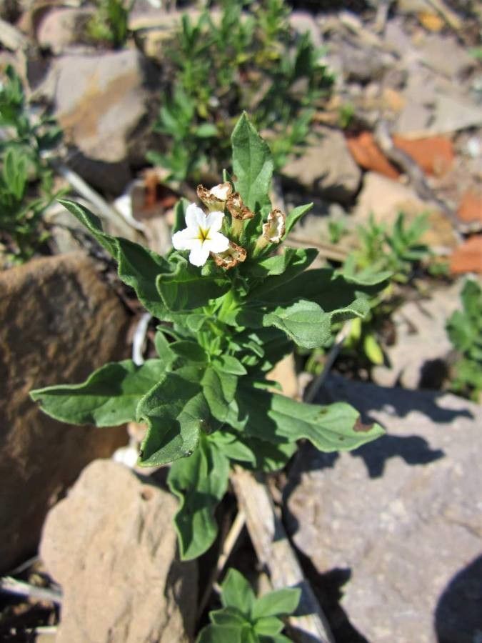 Tournefortia sibirica — search result for 'Tournefortia'