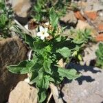 Tournefortia sibirica