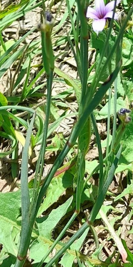 Sisyrinchium platense — search result for 'Sisyrinchium'