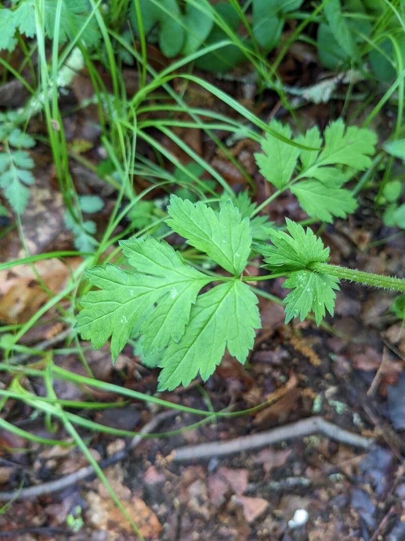 Geum vernum — search result for 'Geum'