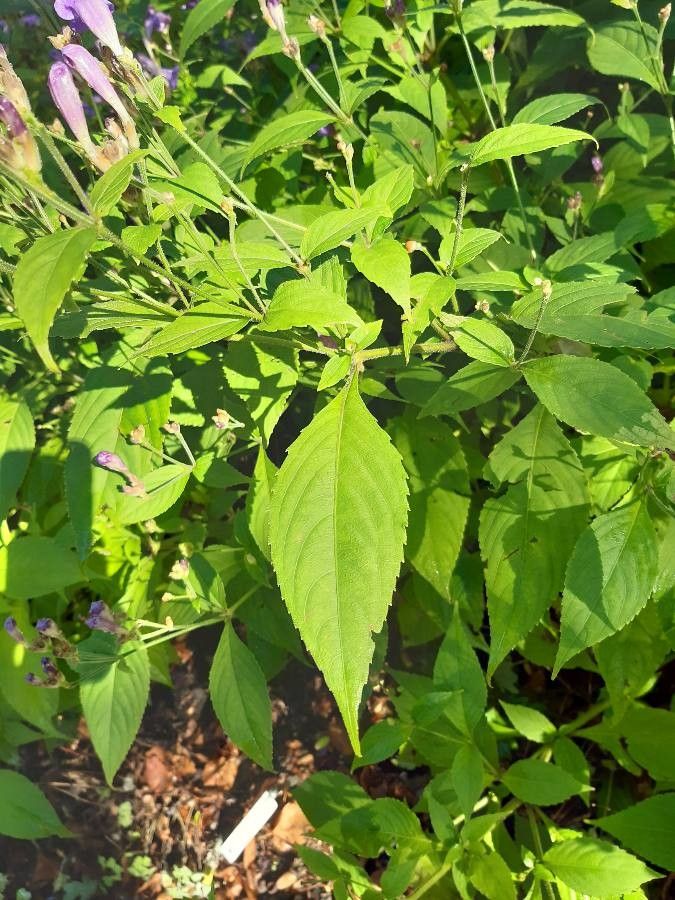 Strobilanthes penstemonoides leaf