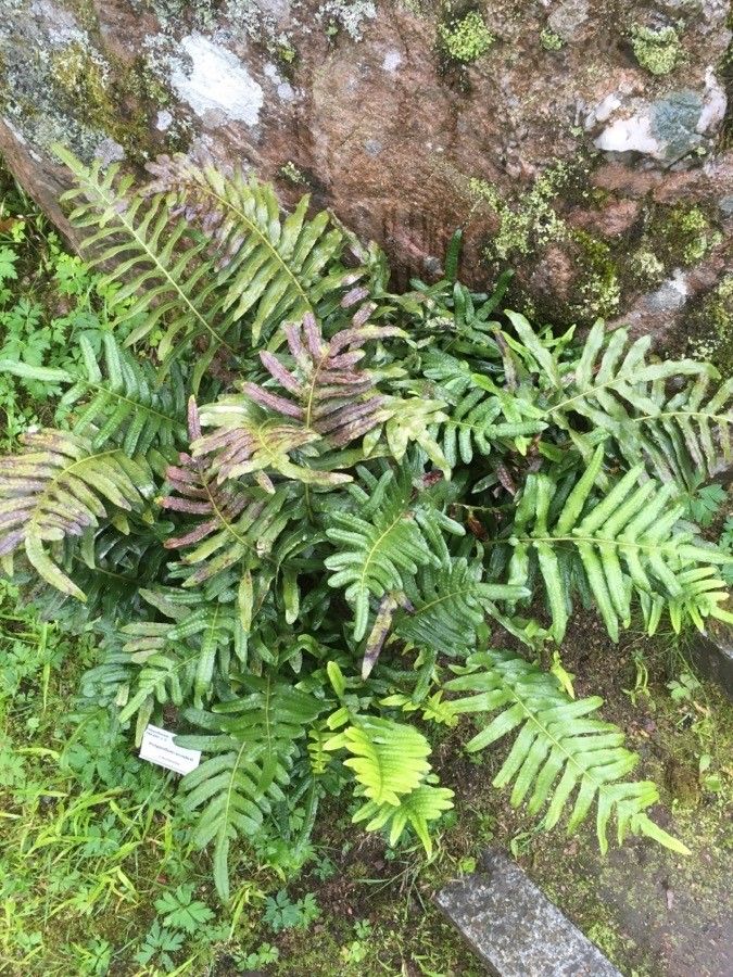 Polypodium scouleri habit