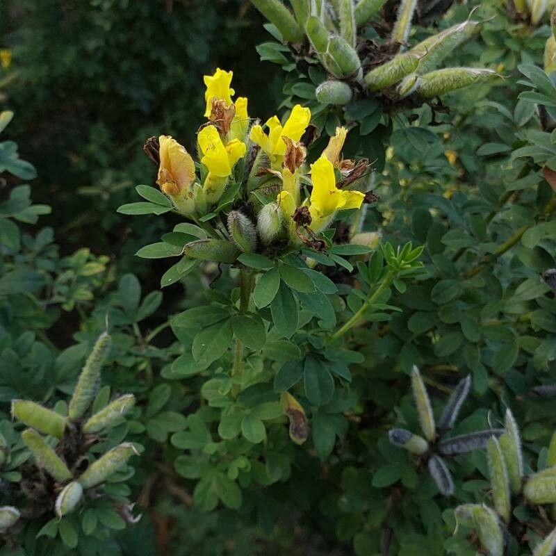 Chamaecytisus austriacus fruit