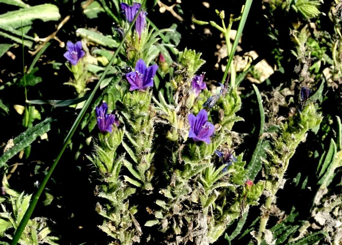 Echium gaditanum habit