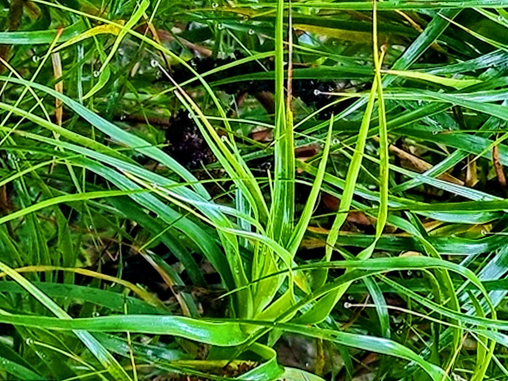 Richea dracophylla leaf