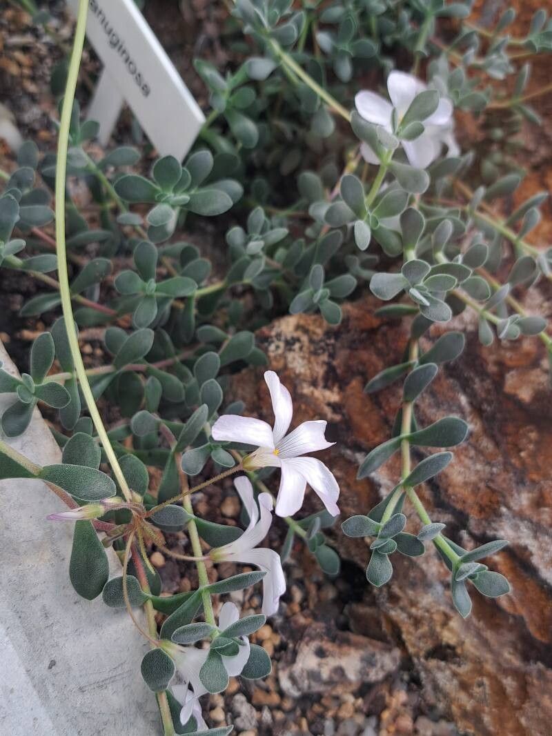 Oxalis imbricata — houseplant care guide