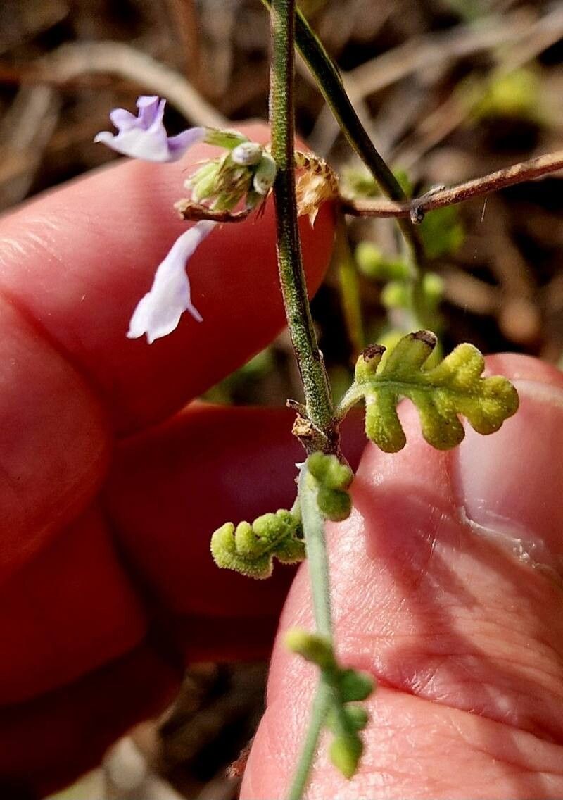 Lavandula dhofarensis leaf