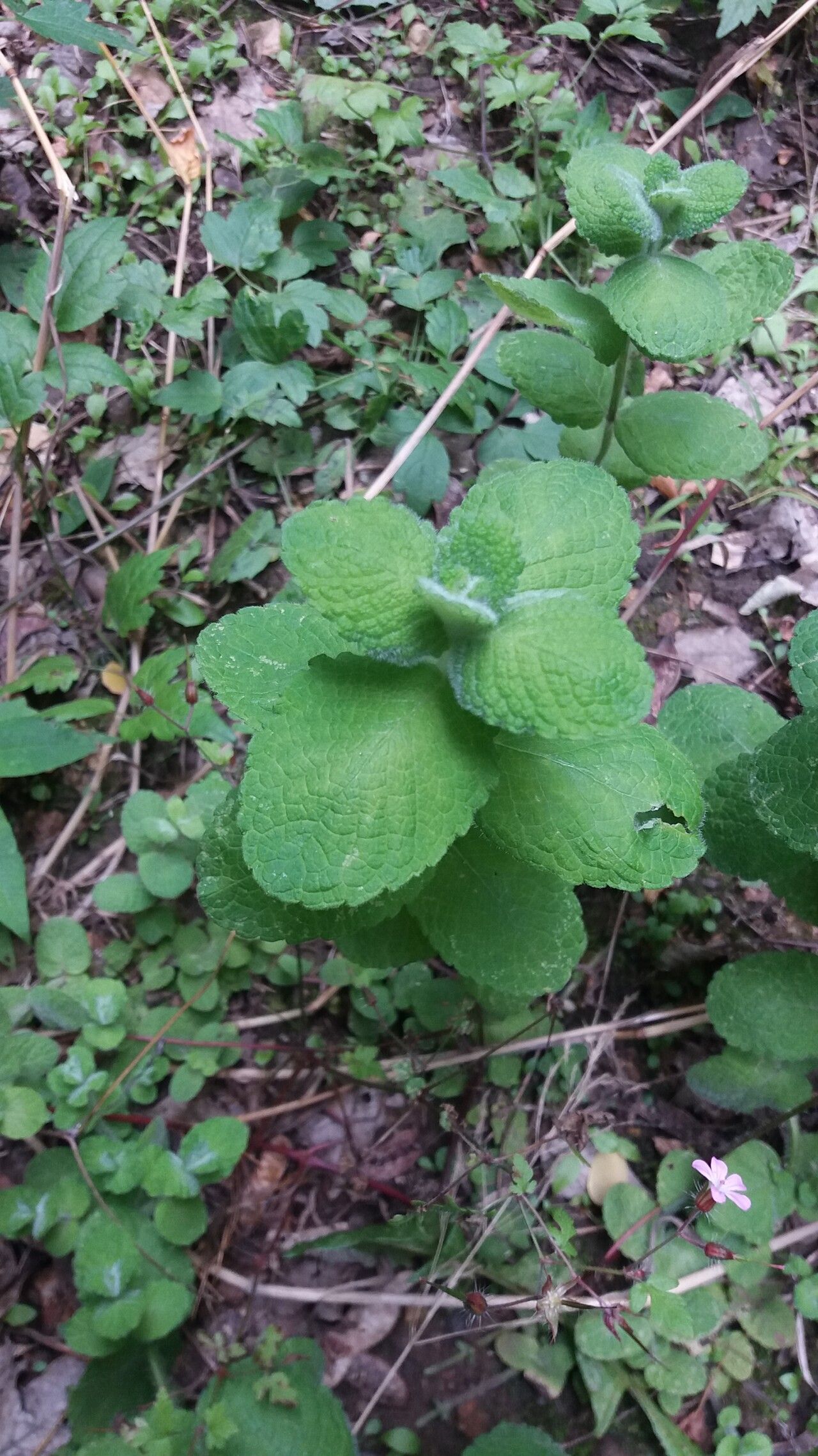 Mentha × villosa — houseplant care guide