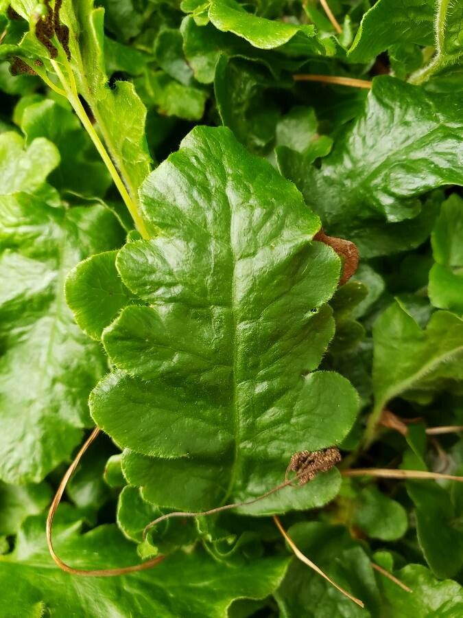 Tectaria zeylanica — search result for 'China and Vietnam'