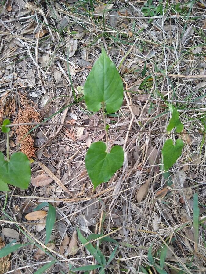 Matelea reticulata — houseplant care guide