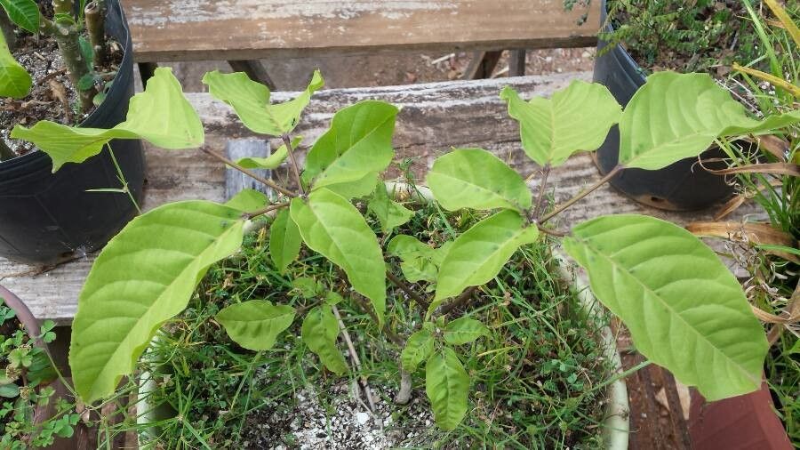 Handroanthus albus leaf