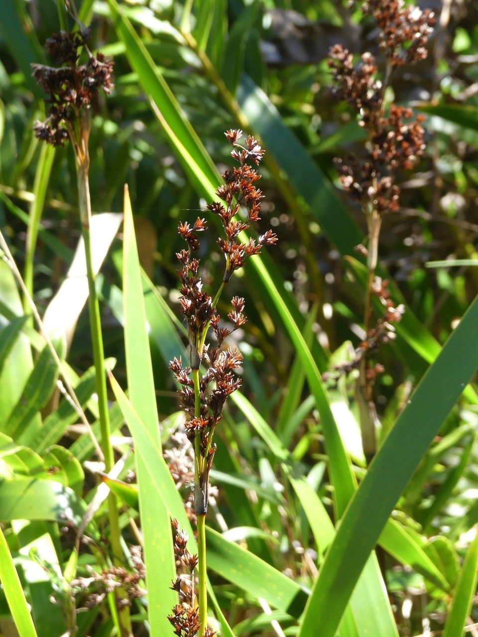 Machaerina iridifolia fruit
