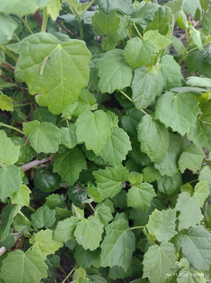 Pavonia lasiopetala leaf