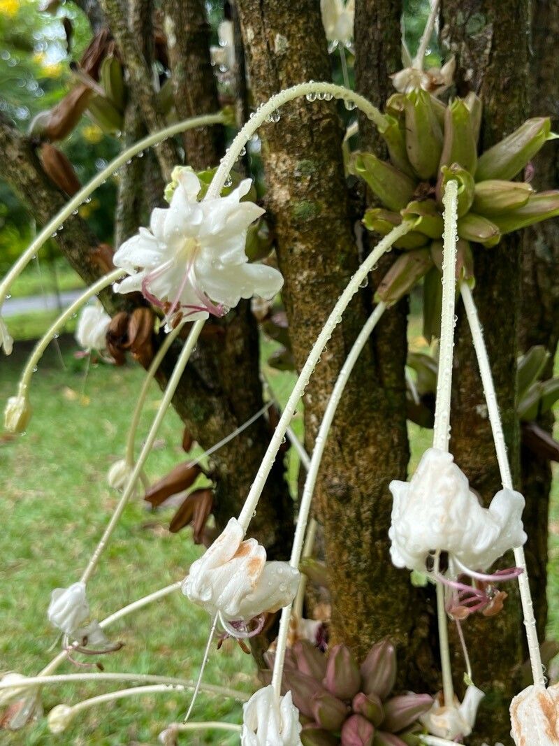 Clerodendrum kamhyoae — houseplant care guide