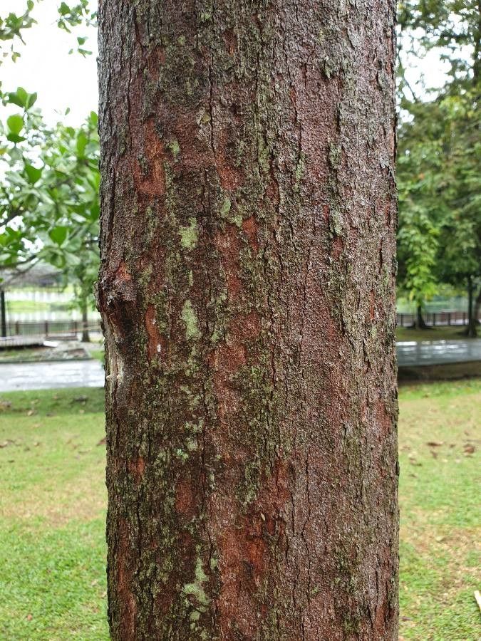 Dipterocarpus sublamellatus bark