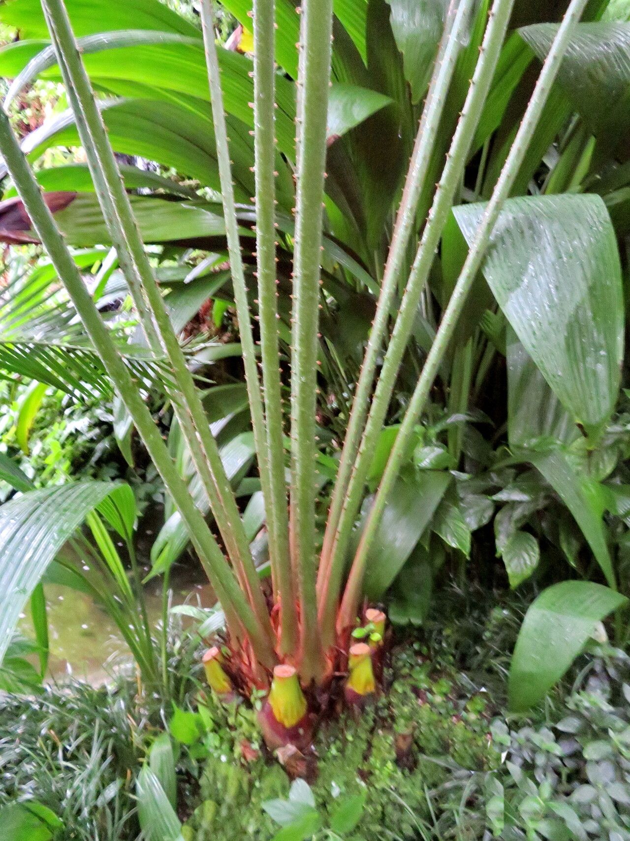 Cycas micholitzii other