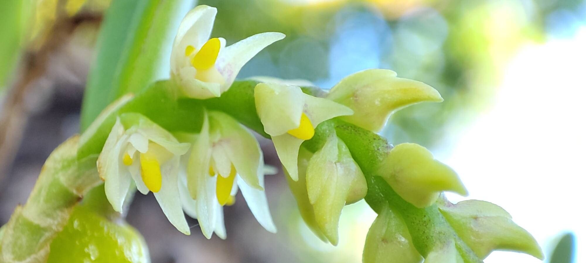 Bulbophyllum humblotii flower