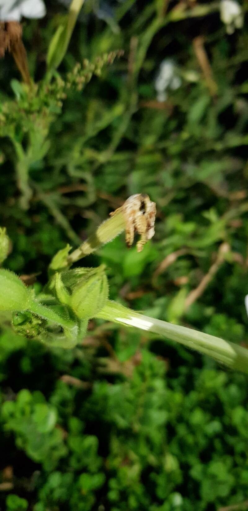 Nicotiana alata fruit