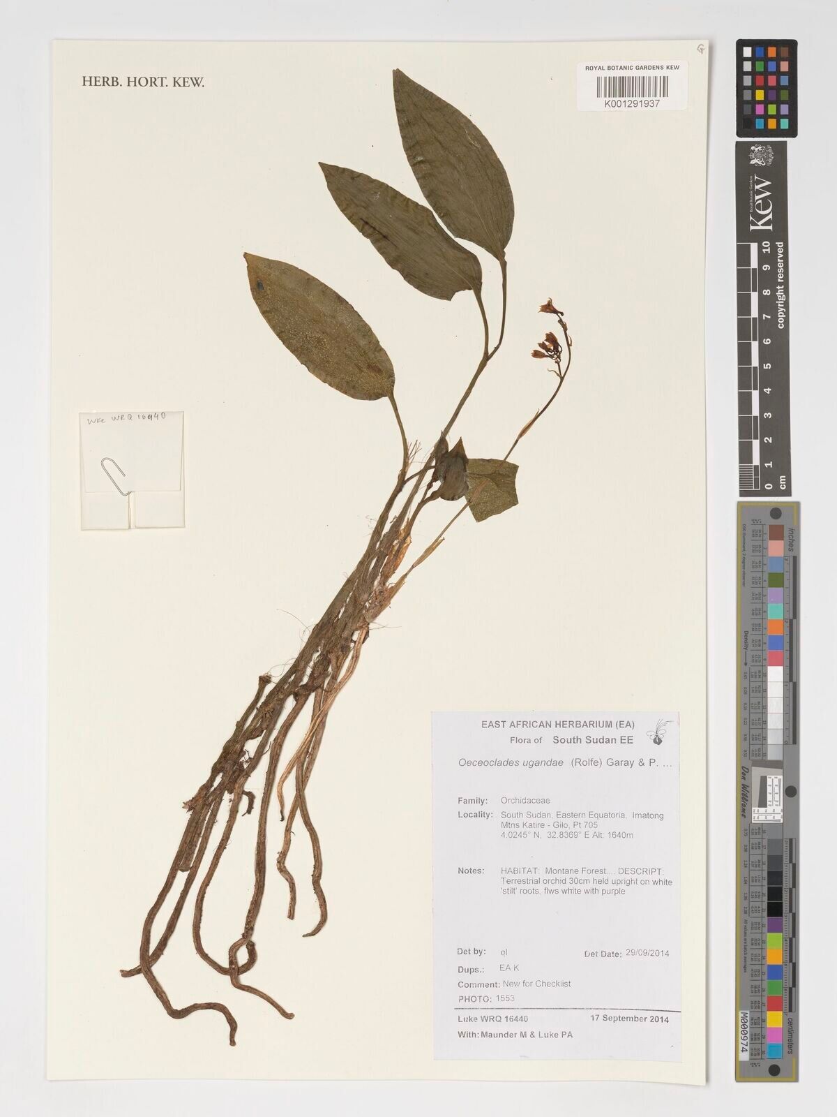 Eulophia ugandae — houseplant care guide