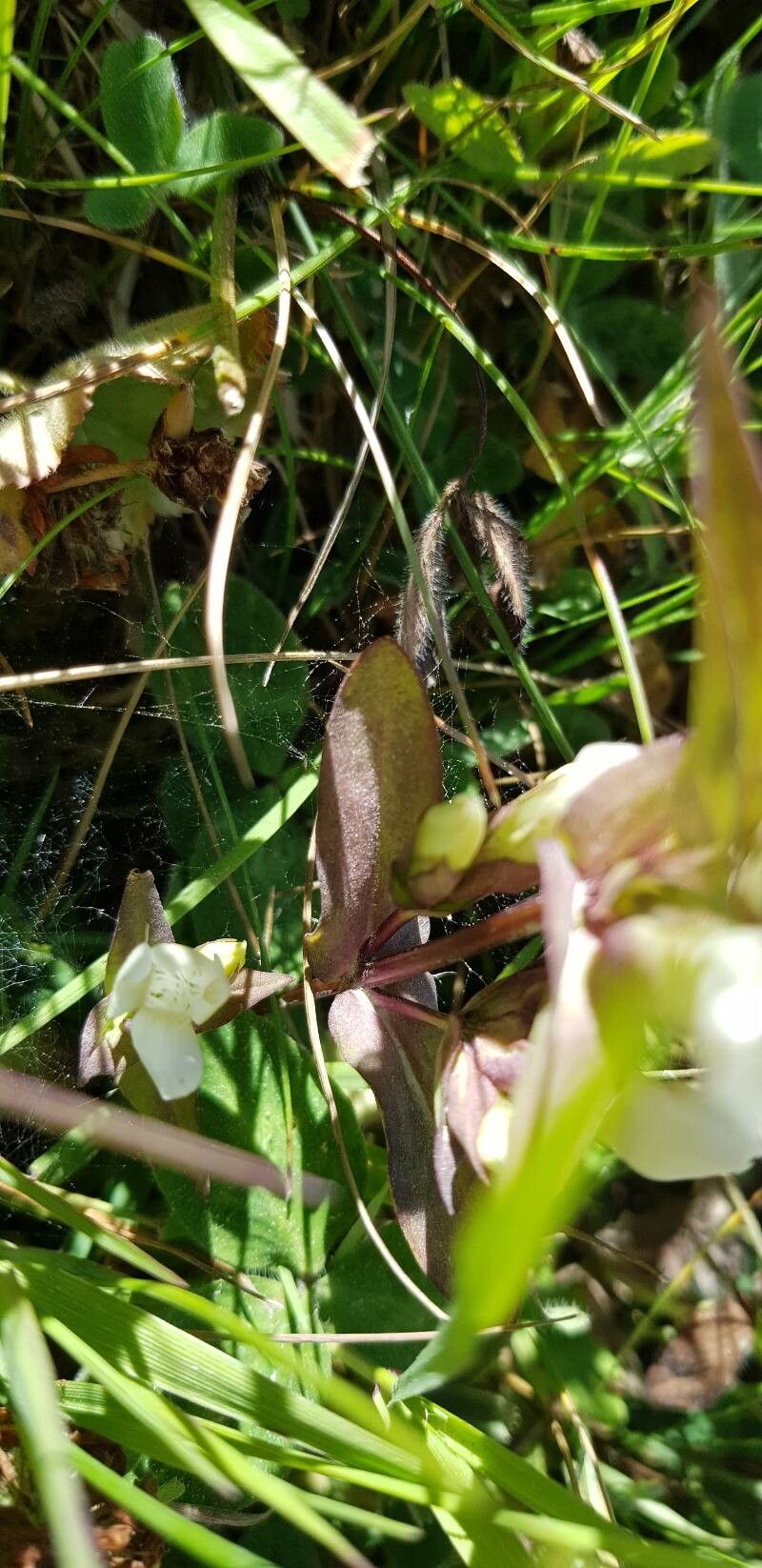 Gentianella campestris leaf