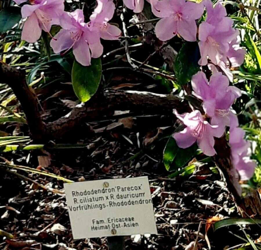 Rhododendron ciliatum other