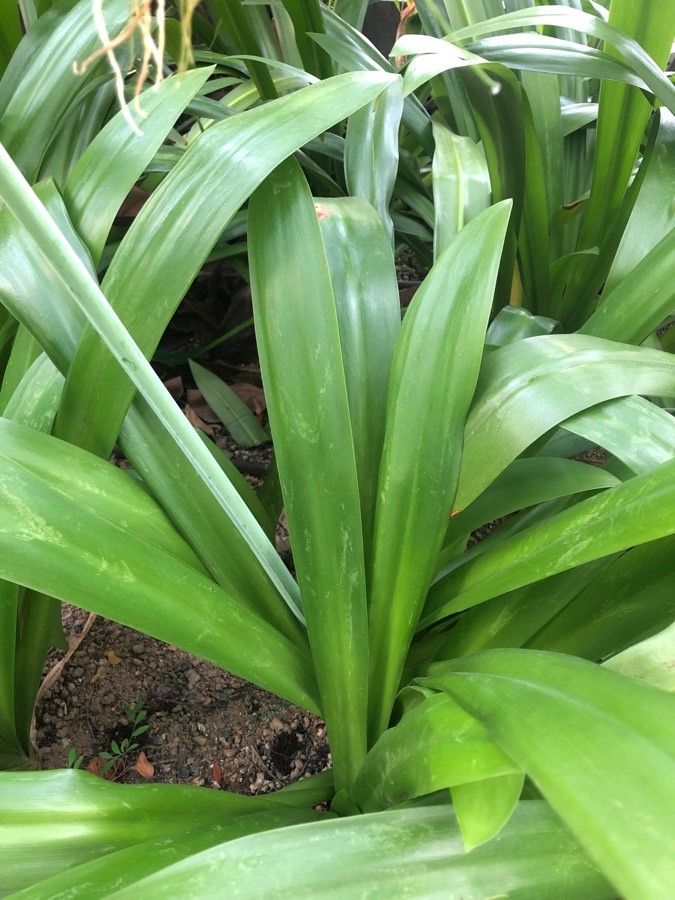 Hymenocallis littoralis — search result for 'Amaryllidaceae'