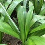 Hymenocallis littoralis