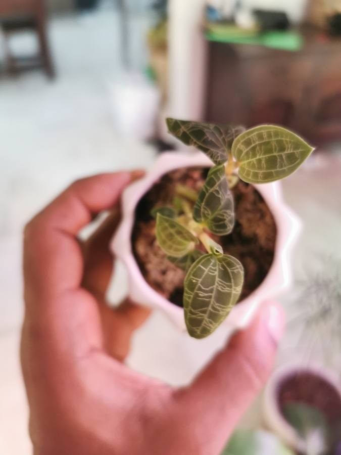 Anoectochilus imitans flower