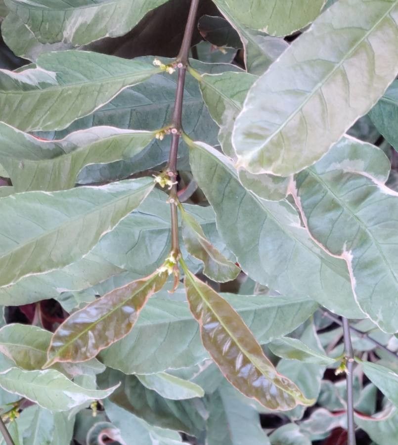 Excoecaria cochinchinensis flower