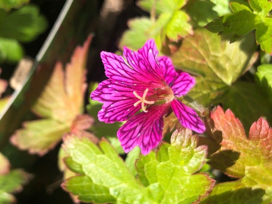 Geranium linearilobum flower