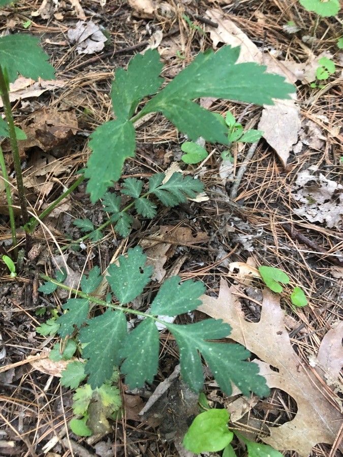 Geum canadense flower